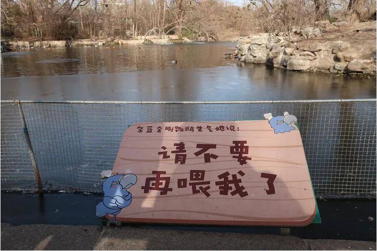 爱我就别投喂我！| 西藏那曲发布公告：禁止投喂野生动物